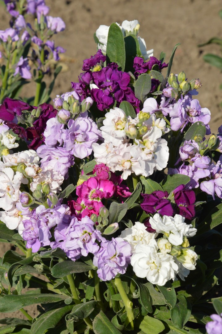 kolorowy bukiet lewkonii